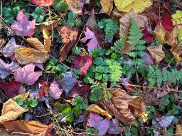 Foliage photos from Issue 5427